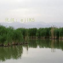 ̫